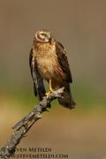 HAWKS, EAGLES, OSPREY